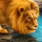 Gif animé lion boit